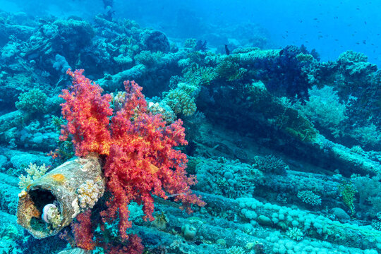 Soft coral growing on old rusty pipe in blue sea