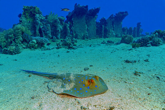Blue spotted stingray on sandy bottom of blue sea