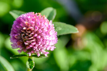 bee on pink flower