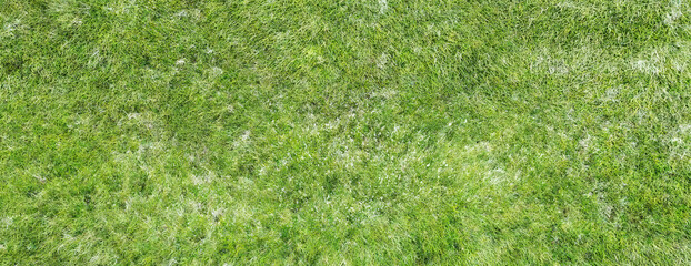 Green grass empty field background, texture. Copy space, banner. 3d illustration