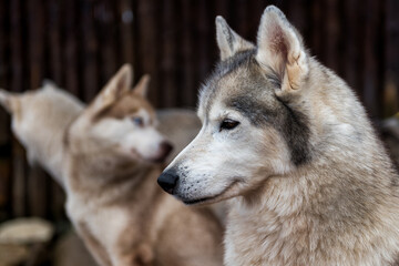 portrait of a Siberian Husky