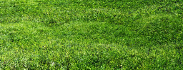 Green grass empty field background, texture. 3d illustration