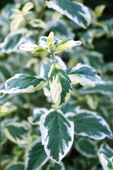 The green-and-white variegated foliage of 'White Surprise' blue mist shrub (Caryopteris x clandonensis 'White Surprise')