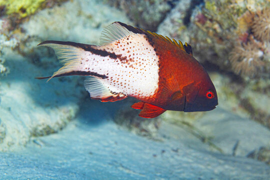 Lyretail hogfish swimming in sea