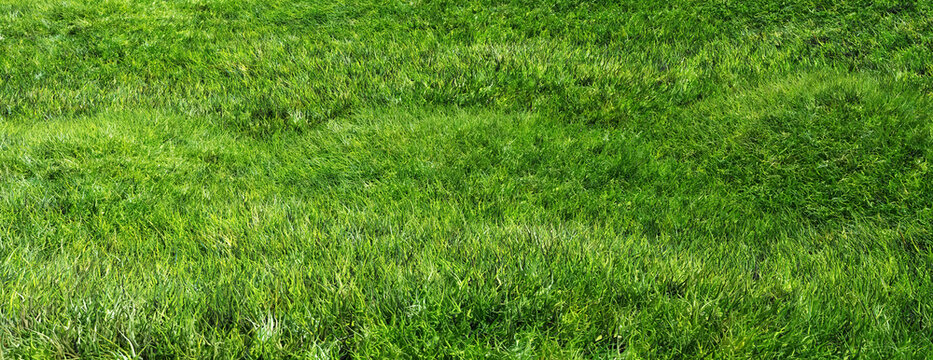 Green Grass Empty Field Background, Texture. 3d Illustration