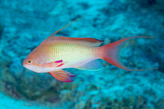 Sea goldie fish in sea