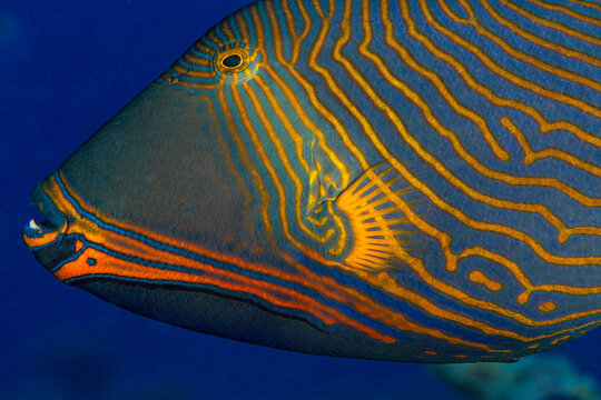 Orange lined triggerfish swimming in sea