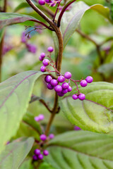 The purple berries (fruits) and the foliage of Purple Pearls beautyberry (Callicarpa 'NCCX1')