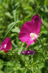 Obraz premium Bush's poppy mallow (Callirhoe bushii) in flower