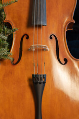 Body of a cello on Christmas tree background. Cello and pine branches.