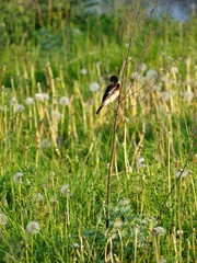 Bird in the grass