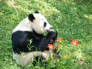 Panda Lunch