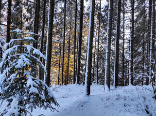 small christmas tree against the backdrop of a huge forest at sunset. winter forest in the snow on a cold day. park in sunlight