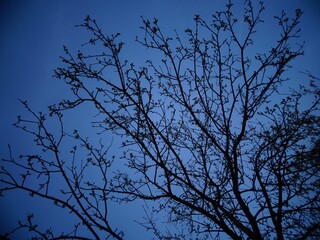 Tree and night sky