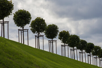 row of manicured Tilia trees in line on a green grass lawn hill of the Garden of Venus with a blue sky and white grey clouds background. Marly Palace valley. Peterhof, Saint Petersburg, Russia