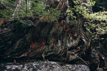 forest