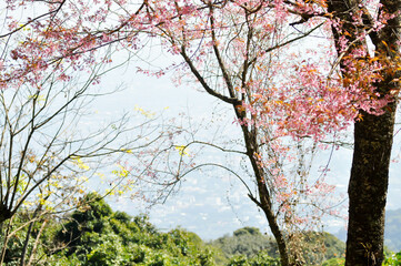wild himalayan cherry or prunus cerasoides, sakura or Wild Himalayan Cherry