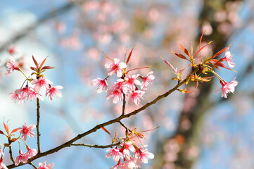 wild himalayan cherry or prunus cerasoides, sakura or Wild Himalayan Cherry