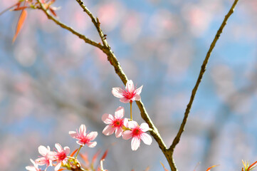 wild himalayan cherry or prunus cerasoides, sakura or Wild Himalayan Cherry