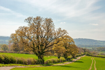 Fototapeta na wymiar Landscape with trees and blue sky