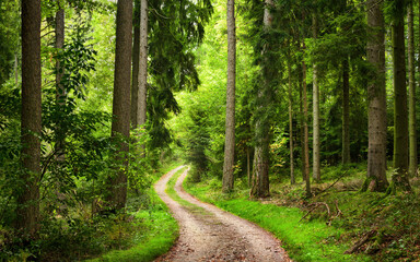 Hiking path in a beautiful forest with deciduous and evergreen trees, soft light and lush green