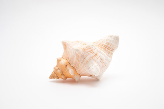 spiral Seashell on a white background