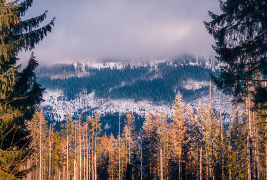 Forest near snowy mountains in Poland