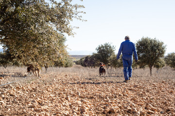 Male farmer with his dogs harvesting black truffles in a holm oak field. Truffle hunting. 