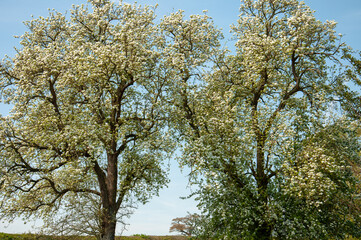Blooming tree in spring