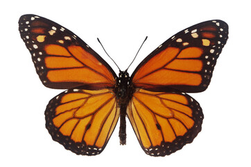 Butterfly Danaida Monarch (Danaus plexippus). Isolated on white.