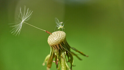 Macro photography of dandelion. A nearly naked dandelion flower is left with single seed looking to left with a small insect on inner structure. Dandelion closeup