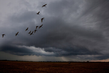 Birds  on Sri Lanka