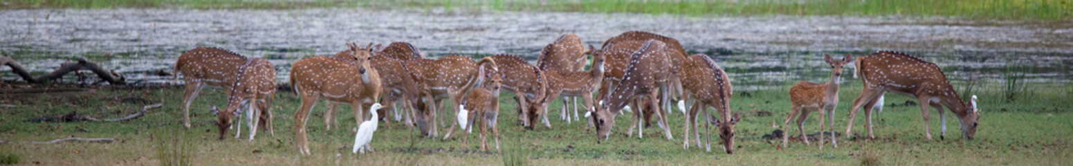 Spotted deer