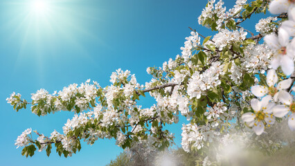 White blossoms on a branch in beautiful bright sunlight with clear blue sky in the background