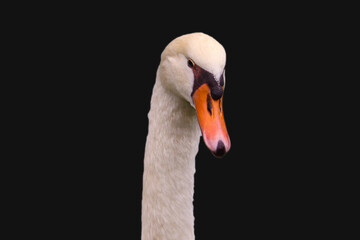 Obraz premium Beautiful mute swan, Cygnus olor, swimming in the lake