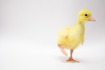 Cute young ducklings stay on one leg on white background