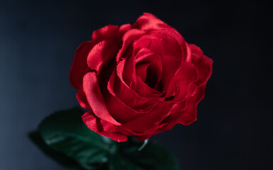 single red rose
