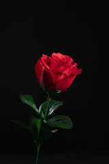 single red rose on black