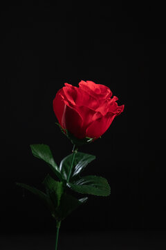 single red rose on black