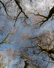 Winter tree canopy in the low sun