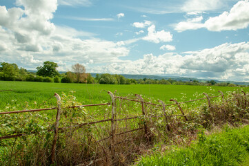 Fototapeta premium Springtime fields and a craggy old fence.
