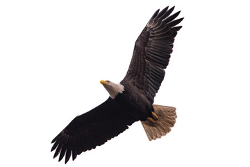 Bald Eagle Flying