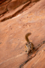 Curious chipmunk on sandstone
