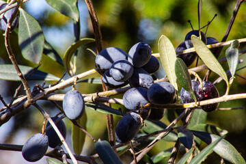 detail of olives on olive tree with leaves