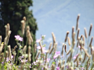 Roma, Eternal City, Roman Empire, Sunset in Rome, Victorio Emmanuelle, Sculpture, Architecture