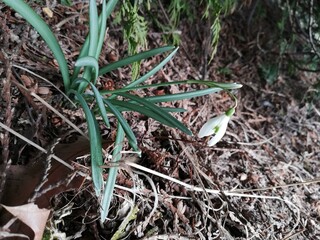 Vegetation in the park, garden. Various colored plants, grass and leaves. Beautiful wallpaper.

