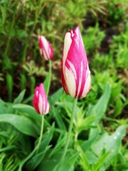 Vegetation in the park, garden. Various colored plants, grass and leaves. Beautiful wallpaper.
