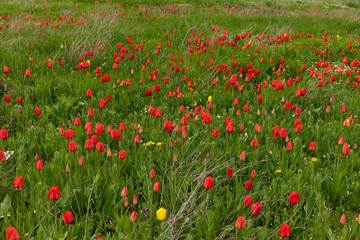 Red tulips in the grass. Floral background.