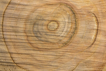 Wood texture of saw cut fruit tree close-up, top view, place for text