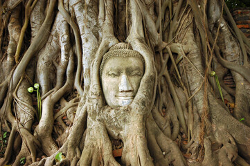 face of a buddha statue in root of tree